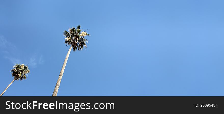 Palms crown high in the blue sky