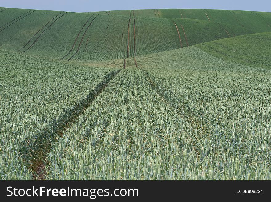 Undultaing field with green grain and blue sky in the background. Horizontally.