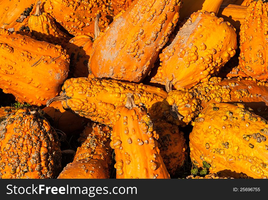 A groups of pumpkins/squash that have been picked and are ready for Halloween or Thanksgiving. A groups of pumpkins/squash that have been picked and are ready for Halloween or Thanksgiving.