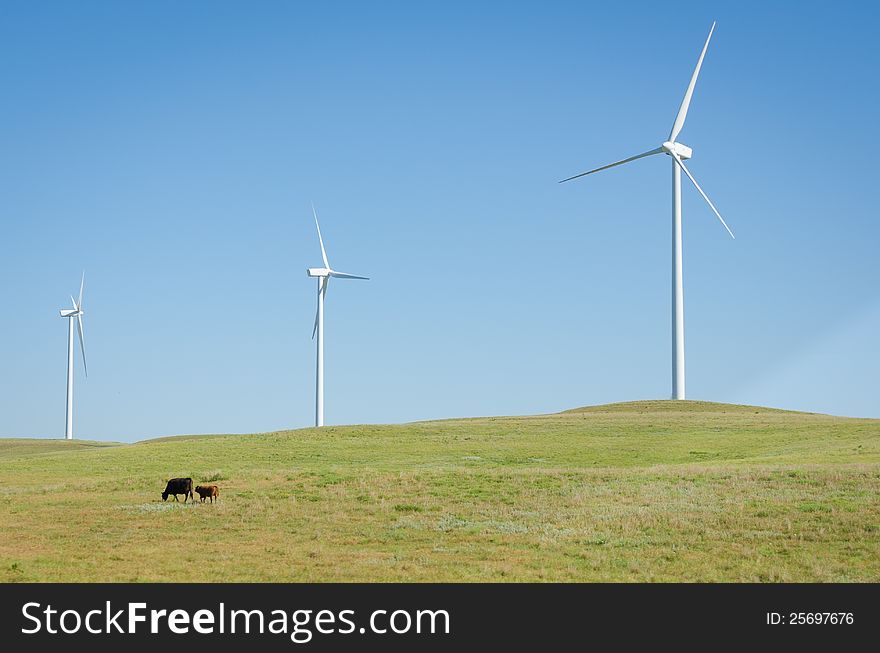 A cow and her calf graze under giant wind power generators under a blue sky on a wind farm in the prairies. A cow and her calf graze under giant wind power generators under a blue sky on a wind farm in the prairies.