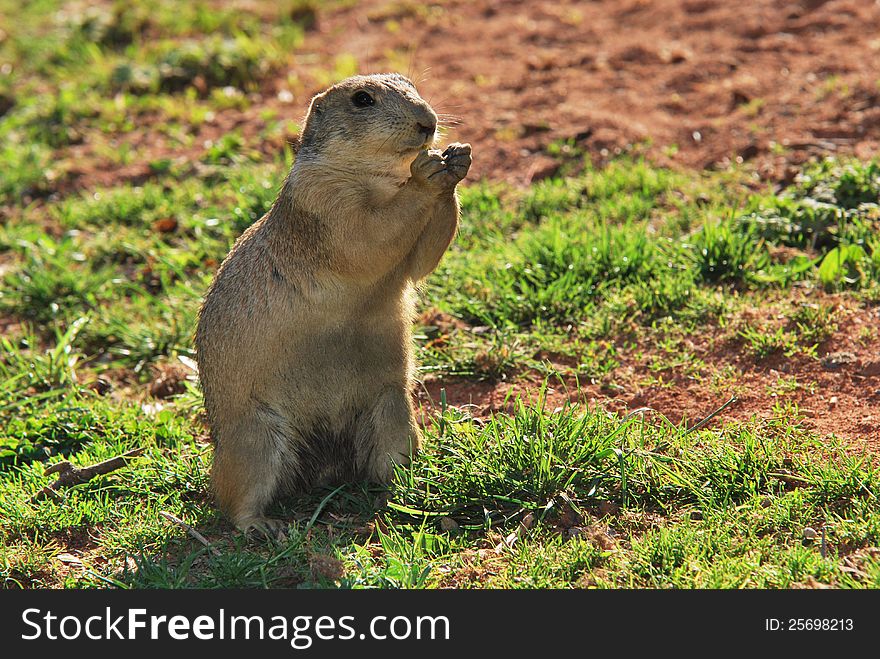 Standing European ground squirrel carries food