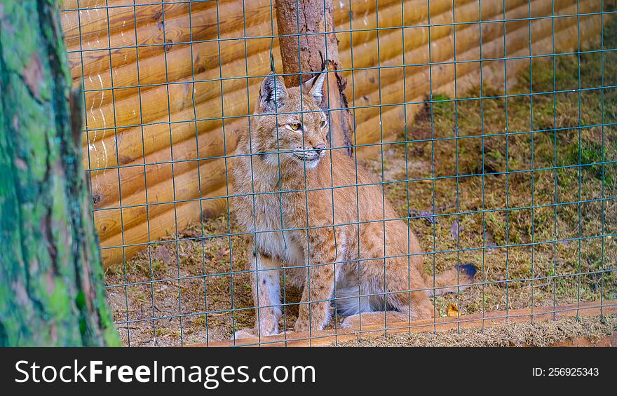 Sad And Lonely Lynx In The Zoo. The Animal Sits In A Cramped Cage Behind An Iron Grate.