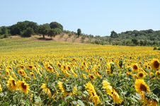 Sunflowers Field Stock Image Sunflowers Field Stock Image
