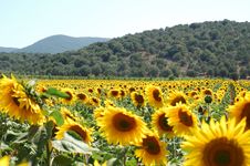 Big Sunflowers Royalty Free Stock Image Big Sunflowers Royalty Free Stock Image