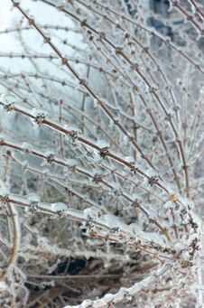 Ice Covered Branches Stock Images Ice Covered Branches Stock Images