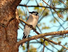 Blue Jay Royalty Free Stock Image Blue Jay Royalty Free Stock Image