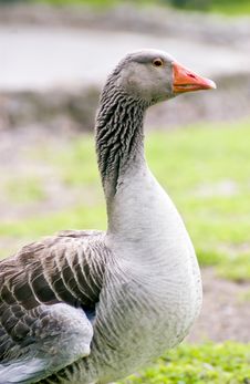 Orange Billed Goose Stock Photo Orange Billed Goose Stock Photo