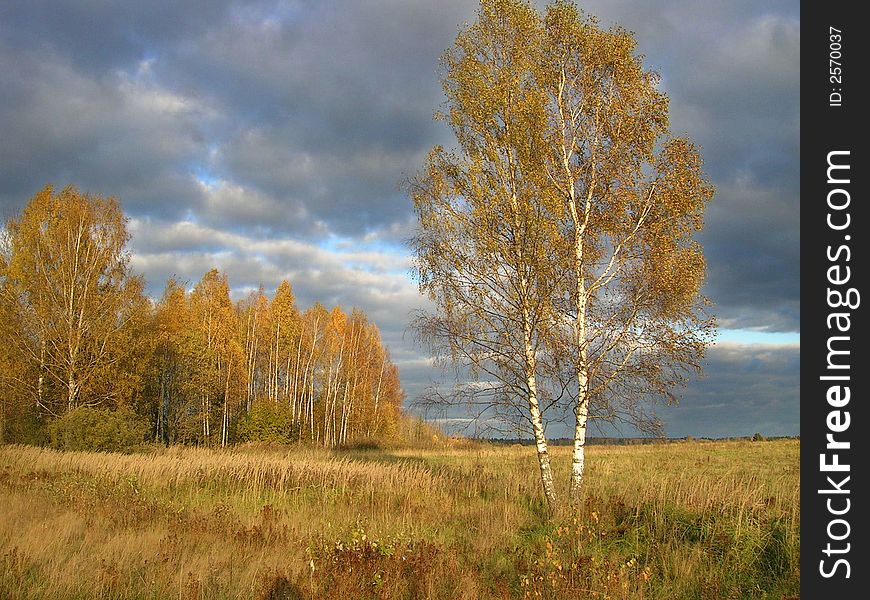 Birches in meadow and overcast sky.