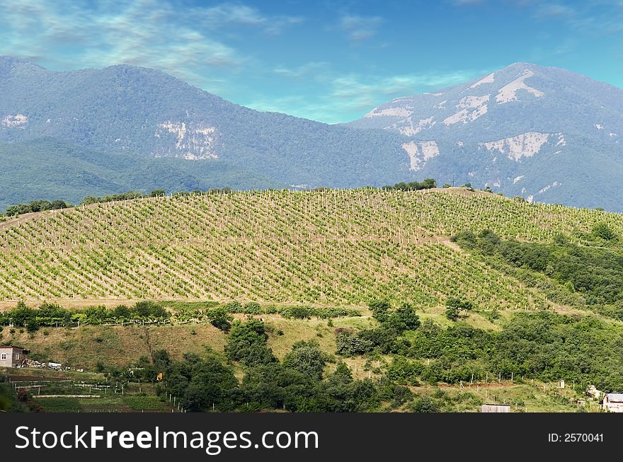 Vineyards at bottom of mountain (the Crimean valley)