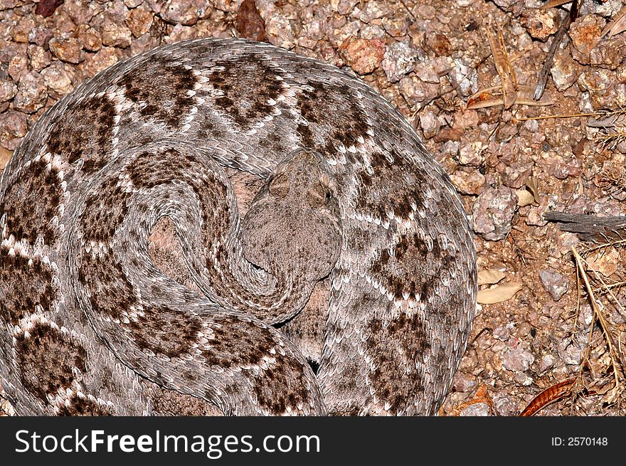 A western diamondback rattlesnake shows the attractive pattern of diamonds on it's back.