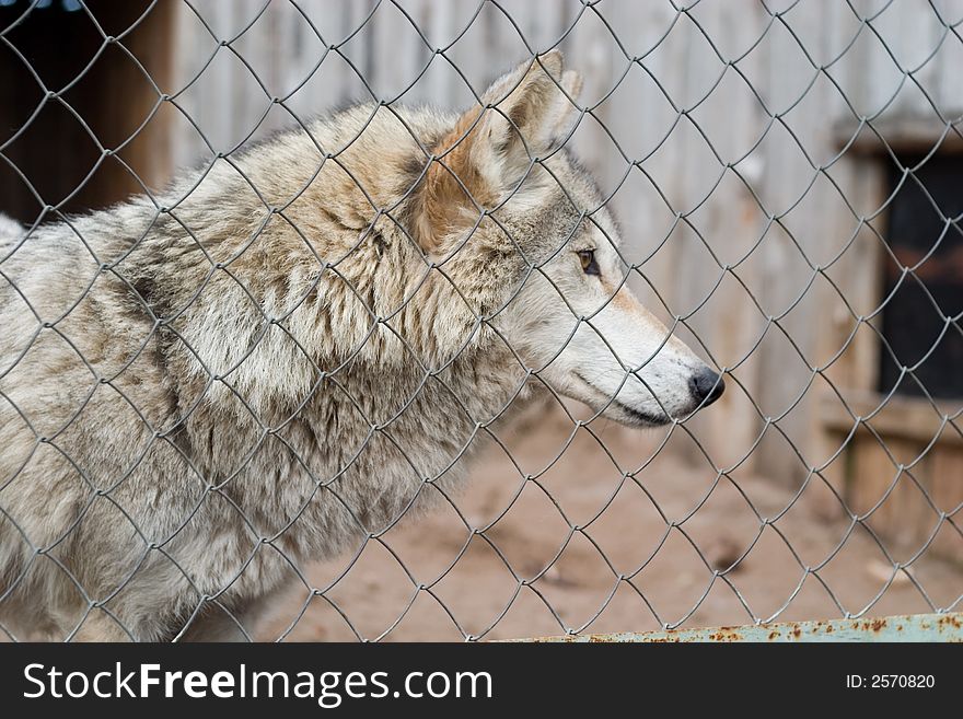 Wild gray wolf captived in the rusty cage