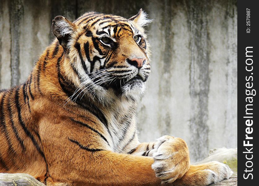 The beautiful tiger in a zoo.