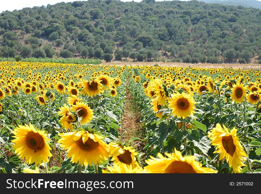 Walking among sunflowers on summertime