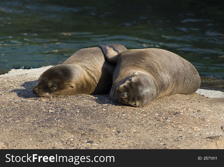 Young sea-lions in the zoo