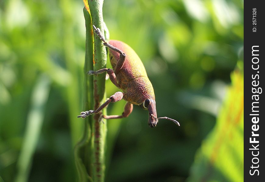 Close-up of insect on a blade of grass