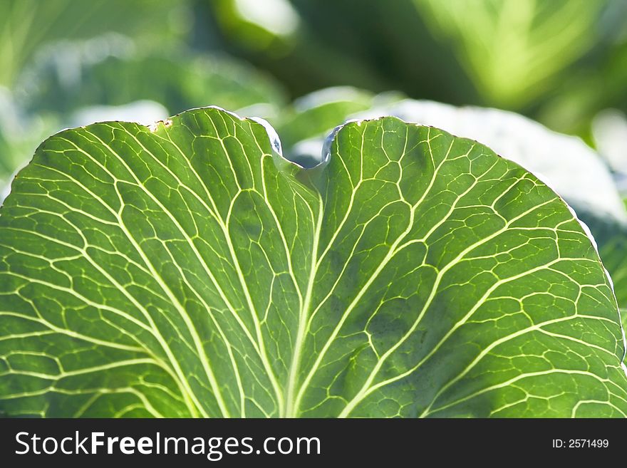 Green leaf of cabbage close up with the appeared through light veins creating beautiful figure.