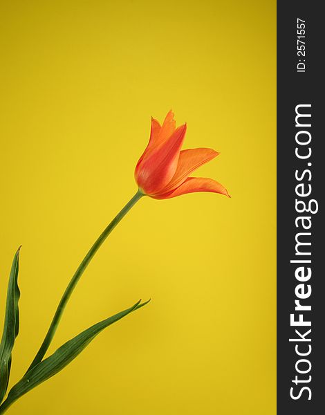 Orange tulip on the yellow background