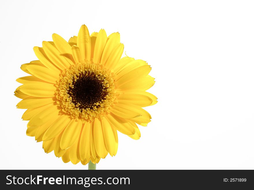 Yellow gerber on the white background