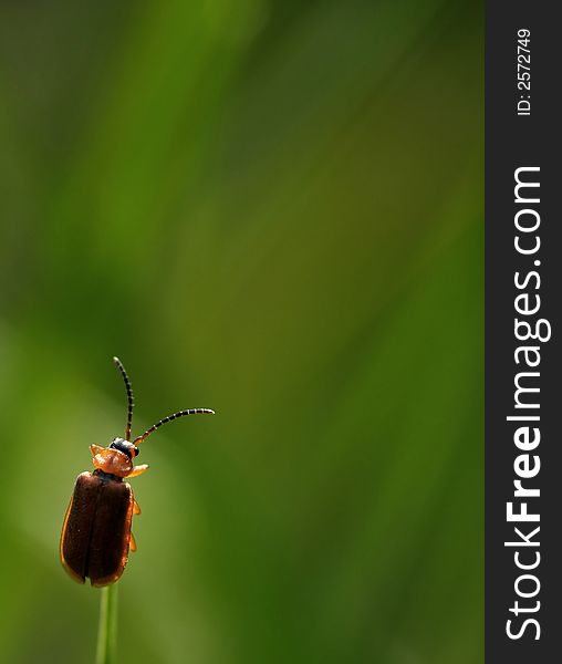 A little beetle contemplates the landscape. A little beetle contemplates the landscape