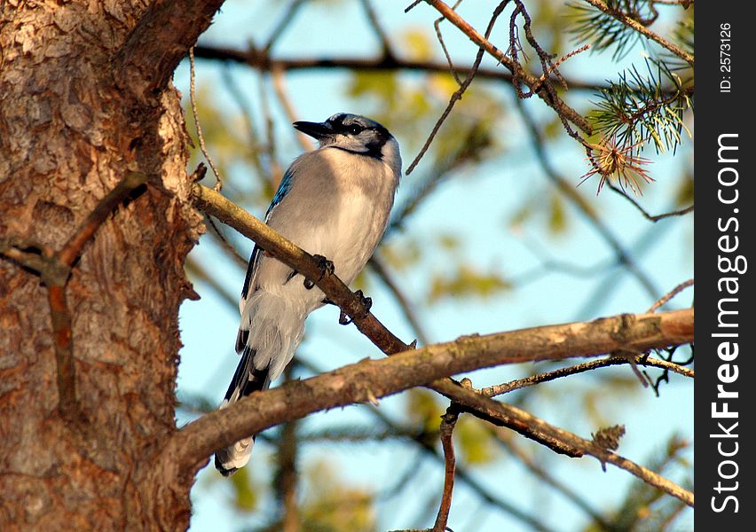 A blue jay resting on a tree