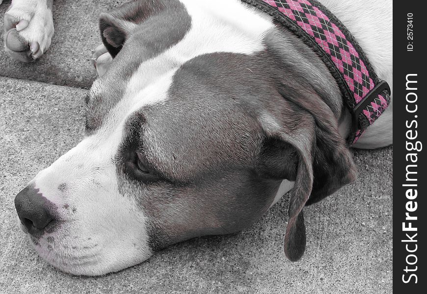 Evie the dog in black and white, with her collar in pink. Lafayette, IN.