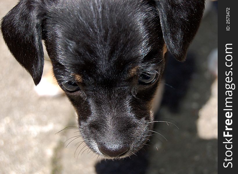 Close up of a terrier, mix puppy , just weaned from her mother. Great detail,  and cute too.