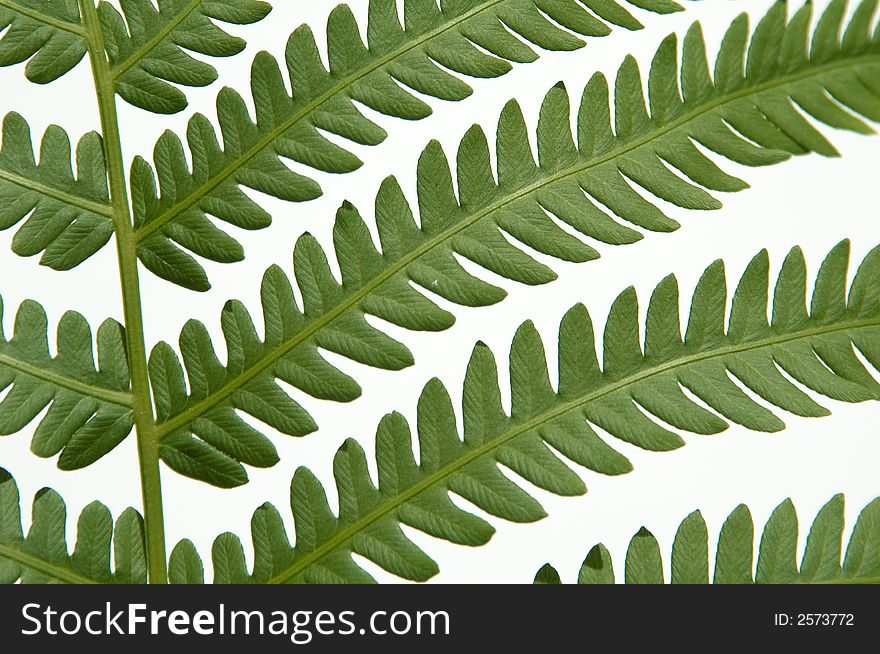 A fern leaf photographed against a white background.