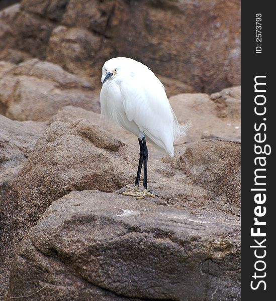 A white bird standing on a rock. A white bird standing on a rock