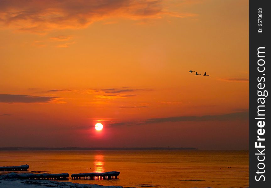 Baltic sea. A sunset with flying swans. Baltic sea. A sunset with flying swans