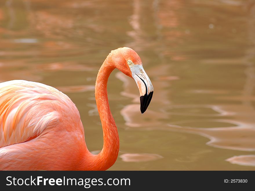 Two Flamingo in the water