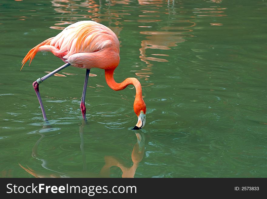 Two Flamingo in the water