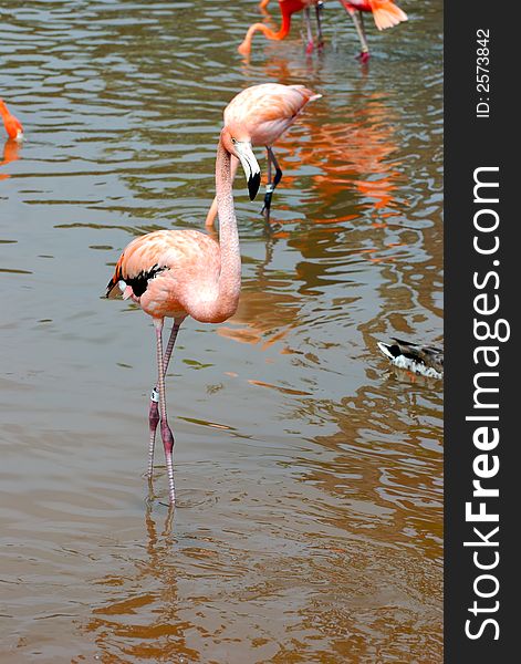 Two Flamingo in the water