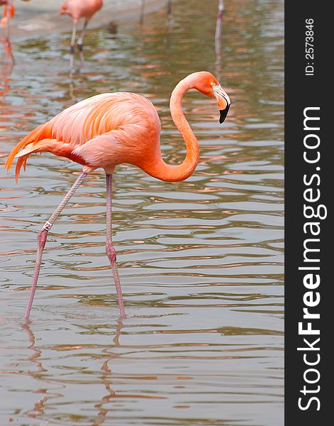 Flamingo in the water standing