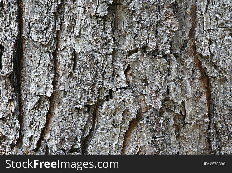 Horizontally composed frame filling photograph of the bark of a southern pine tree. Horizontally composed frame filling photograph of the bark of a southern pine tree.