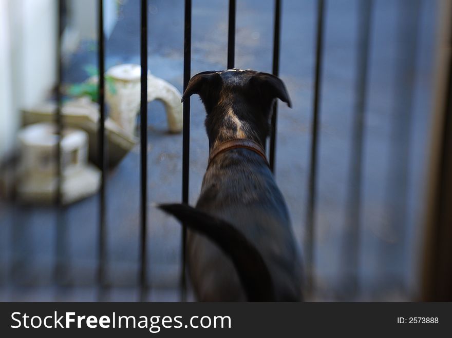 A dog looks through fence bars