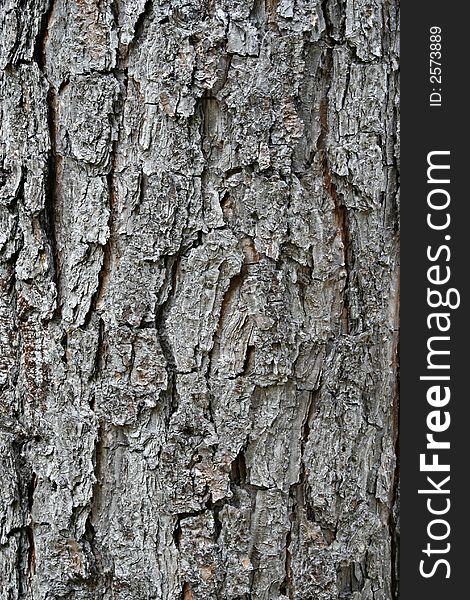 Vertically composed frame filling photograph of the bark of a southern pine tree. Vertically composed frame filling photograph of the bark of a southern pine tree.