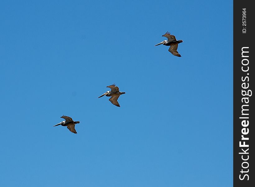 Pelicans flying with a blue sky background