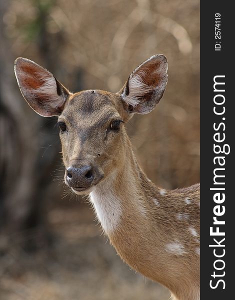 A curious chital approaches the car. A curious chital approaches the car