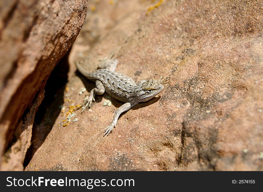 An Arizona Earless Lizard on sandstone