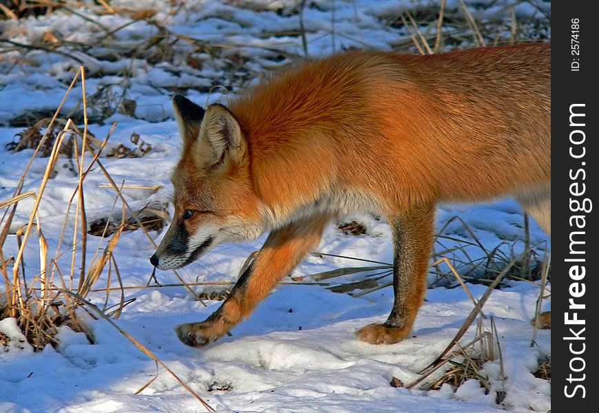 A close up of the red fox on snow with dry yellow grass. Profile. Evening. Russian Far East, Primorsky Region. A close up of the red fox on snow with dry yellow grass. Profile. Evening. Russian Far East, Primorsky Region.