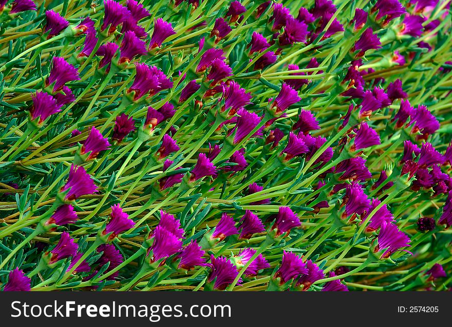 Image shows small violet flowers looking in the same direction. Image shows small violet flowers looking in the same direction