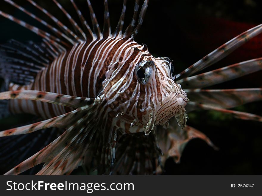 The beautiful tropical  fish floats in the sea. The beautiful tropical  fish floats in the sea