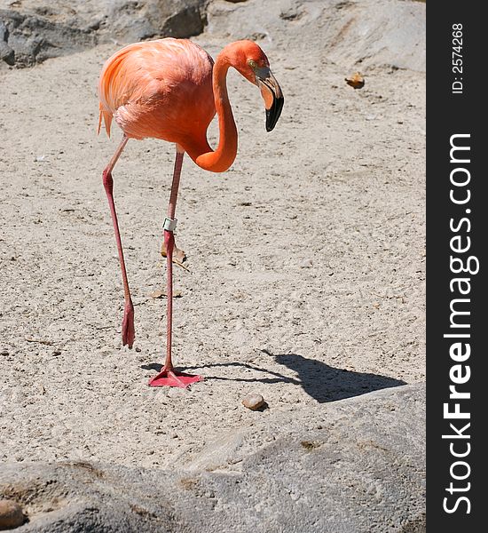 A flamingo standing on a sandy background