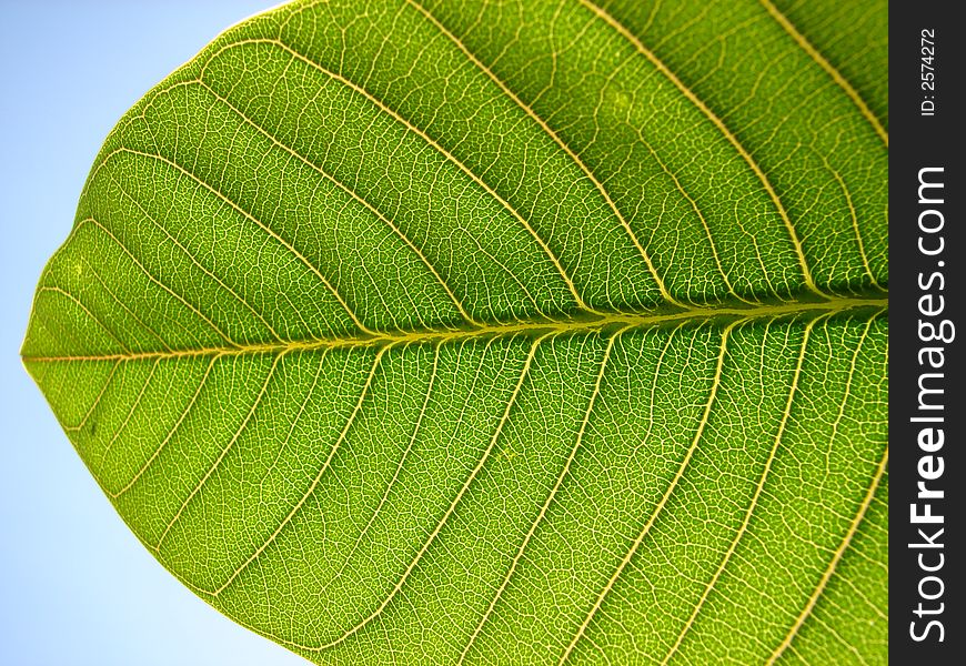 Closeup of a green leaf in nature. Closeup of a green leaf in nature
