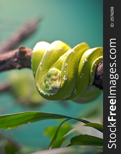 A green snake wraped up in a branch