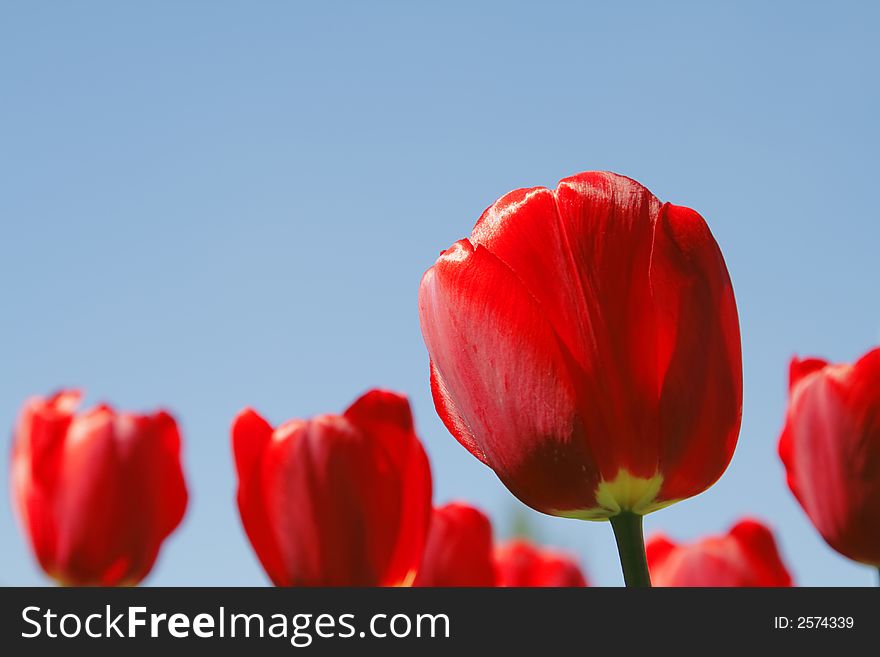 Down-up image of red tulips filed over the blue sky. Down-up image of red tulips filed over the blue sky.