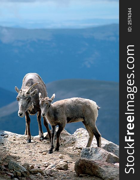 Mother and baby mountian goat on rock edge, Mt. Evans, Colorodo. Mother and baby mountian goat on rock edge, Mt. Evans, Colorodo