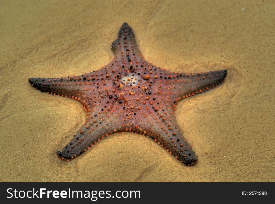 Lovely starfish with orange coloring on the sand