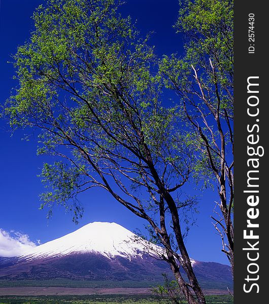 New Spring leaves and a beautifully clear view of Mount Fuji