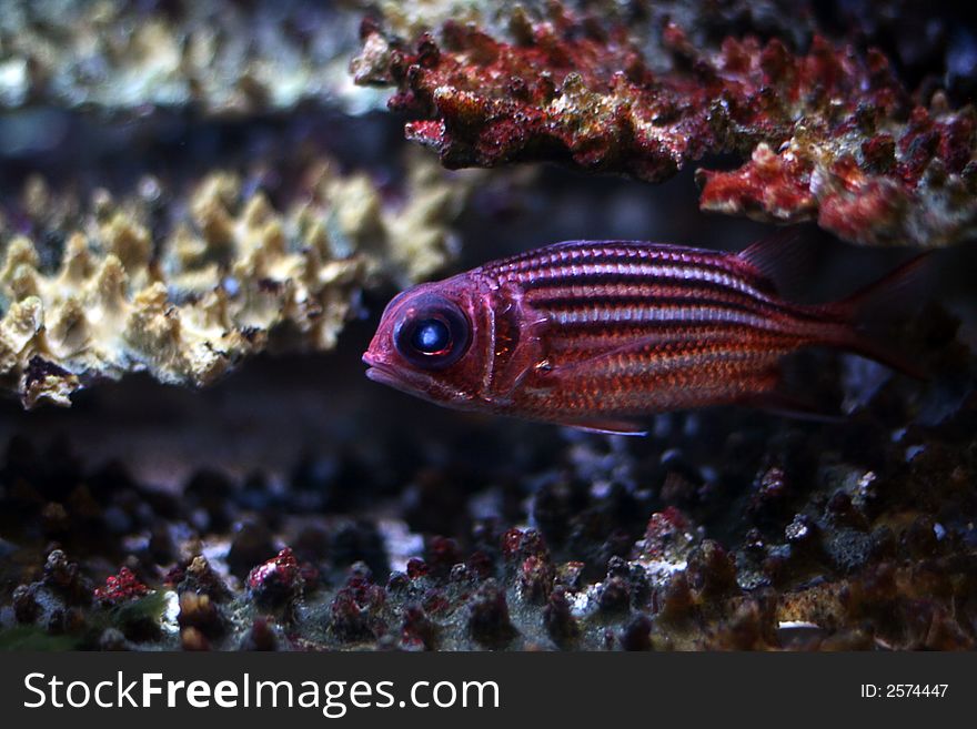 The beautiful tropical  fish floats in the sea. The beautiful tropical  fish floats in the sea